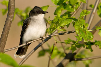 Eastern Kingbird Picture @ Kiwifoto.com