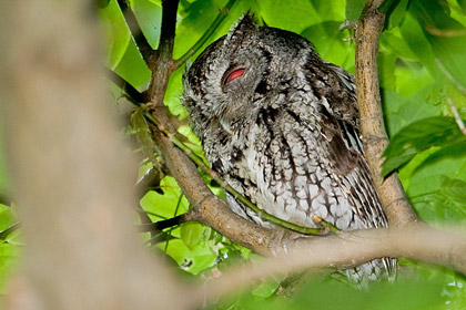 Eastern Screech-Owl Image @ Kiwifoto.com