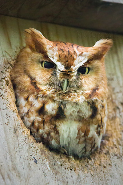 Eastern Screech-Owl Picture @ Kiwifoto.com