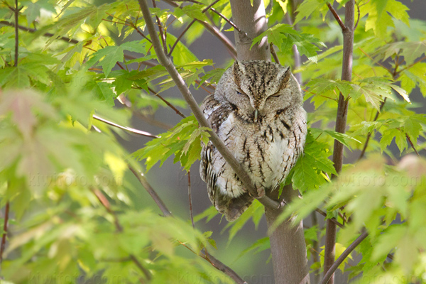 Eastern Screech-Owl Picture @ Kiwifoto.com