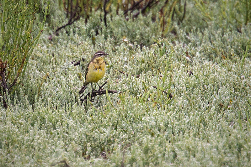 Eastern Yellow Wagtail @ Ballona Freshwater Marsh, CA