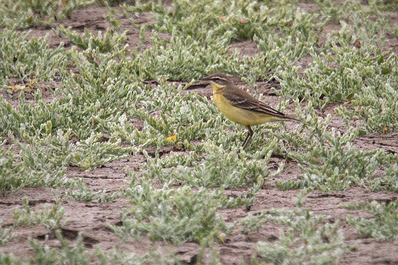 Eastern Yellow Wagtail Picture @ Kiwifoto.com