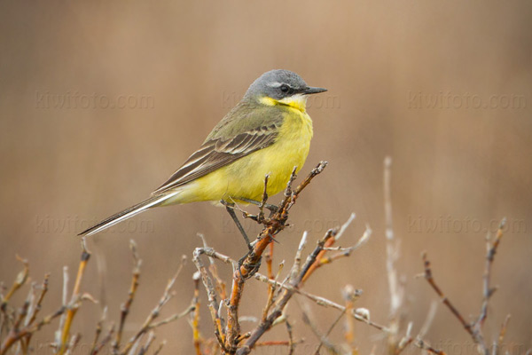 Eastern Yellow Wagtail Picture @ Kiwifoto.com