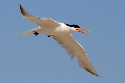 Elegant Tern Photo @ Kiwifoto.com