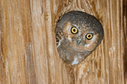 Elf Owl (Female in nest)