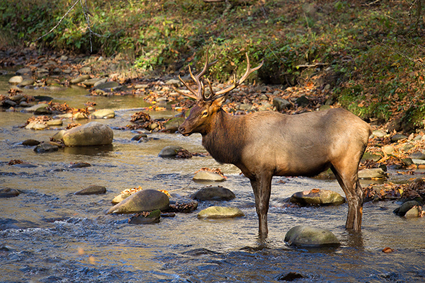 Elk Picture @ Kiwifoto.com