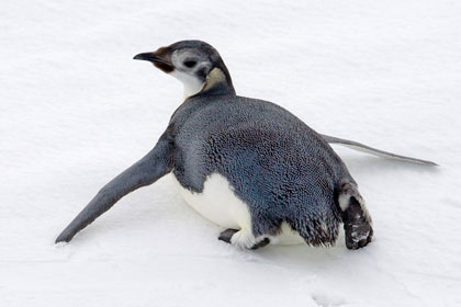 Emperor Penguin Photo @ Kiwifoto.com