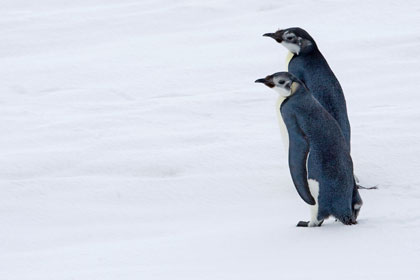 Emperor Penguin Image @ Kiwifoto.com