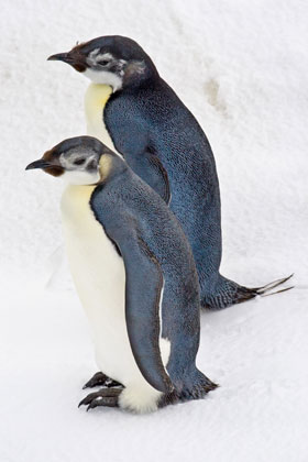 Emperor Penguin Image @ Kiwifoto.com