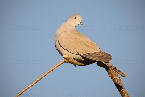 Eurasian Collared-Dove Image @ Kiwifoto.com