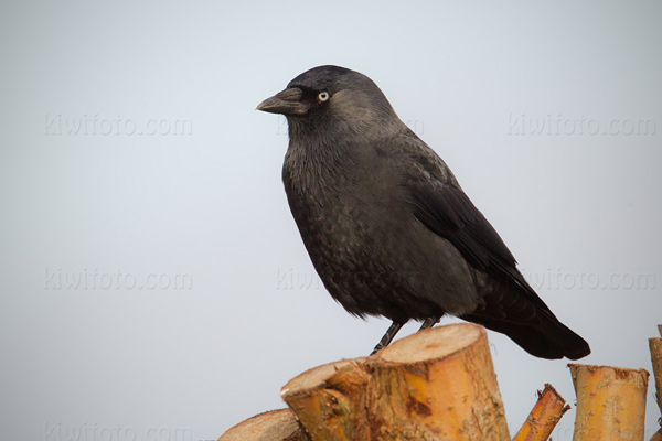 Eurasian Jackdaw Pictures And Photos Photography Bird Wildlife Eurasian Jackdaw Pictures And Photos Photography Bird Wildlife