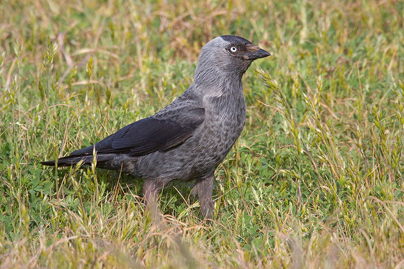 Eurasian Jackdaw Pictures And Photos Photography Bird Wildlife Eurasian Jackdaw Pictures And Photos Photography Bird Wildlife