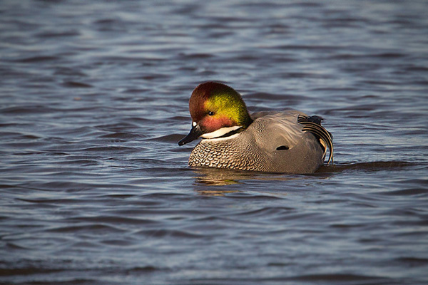 Falcated Duck Photo @ Kiwifoto.com