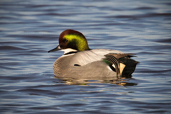 Falcated Duck Photo @ Kiwifoto.com