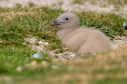 Falkland Skua Picture @ Kiwifoto.com