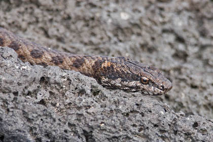 Fernandina Snake Photo @ Kiwifoto.com
