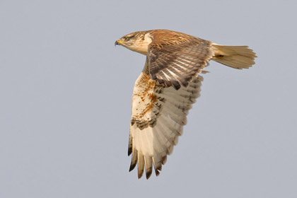 Ferruginous Hawk Image @ Kiwifoto.com
