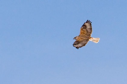 Ferruginous Hawk Photo @ Kiwifoto.com