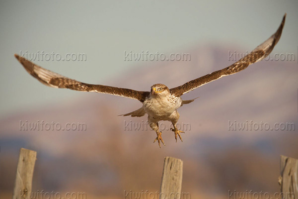 Ferruginous Hawk Photo @ Kiwifoto.com