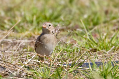 Field Sparrow Picture @ Kiwifoto.com