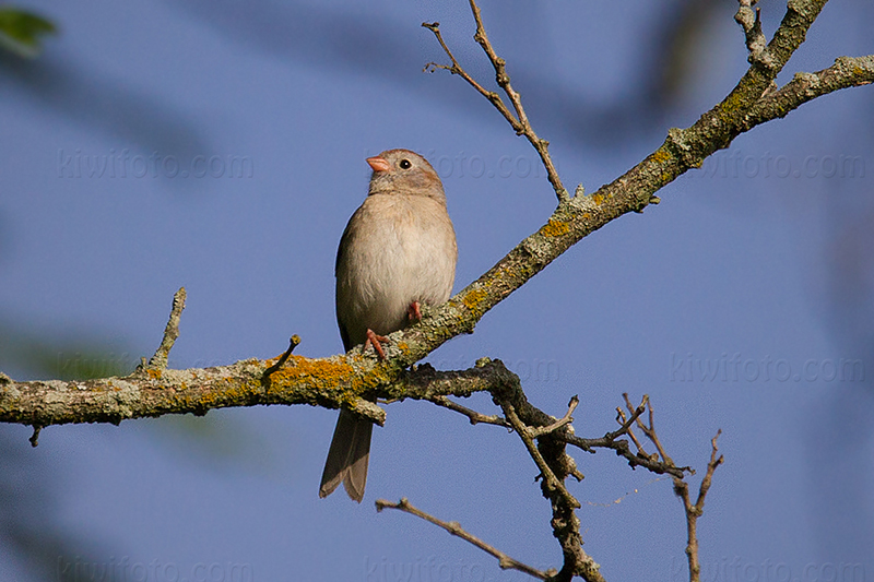 Field Sparrow @ Hamilton, OH (Fernald Preserve)