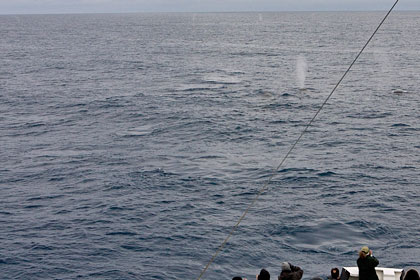 Fin Whale Picture @ Kiwifoto.com