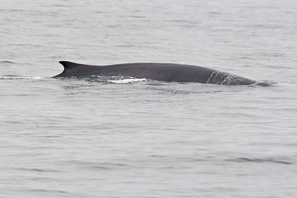 Fin Whale Photo @ Kiwifoto.com