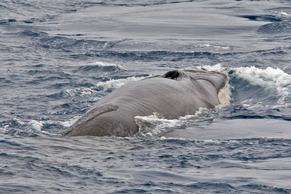 Fin Whale Image @ Kiwifoto.com