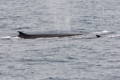Fin Whale Photo @ Kiwifoto.com