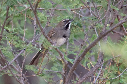 Five-striped Sparrow Image @ Kiwifoto.com