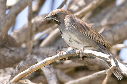 Five-striped Sparrow Photo @ Kiwifoto.com