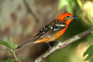 Flame-colored Tanager Picture @ Kiwifoto.com