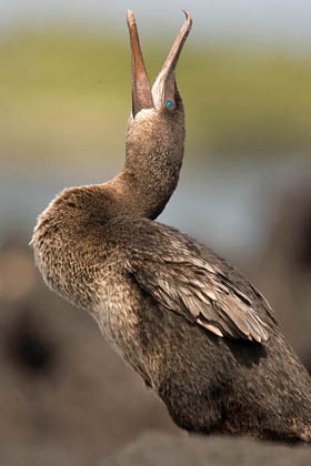 Flightless Cormorant Image @ Kiwifoto.com