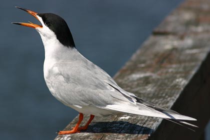 Forster's Tern Picture @ Kiwifoto.com