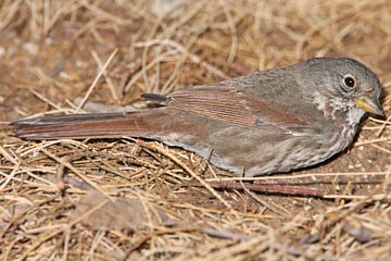 Fox Sparrow Picture @ Kiwifoto.com