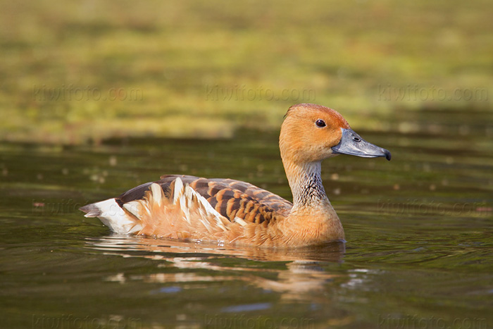 Fulvous Whistling-Duck Picture @ Kiwifoto.com