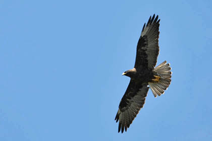 Galápagos Hawk Picture @ Kiwifoto.com