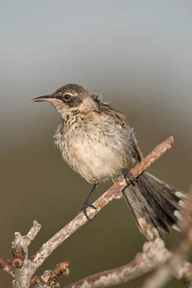 Galápagos Mockingbird Picture @ Kiwifoto.com