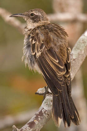 Galápagos Mockingbird Photo @ Kiwifoto.com