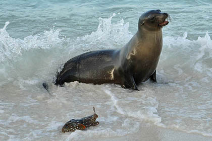 Galápagos Sea Lion Image @ Kiwifoto.com