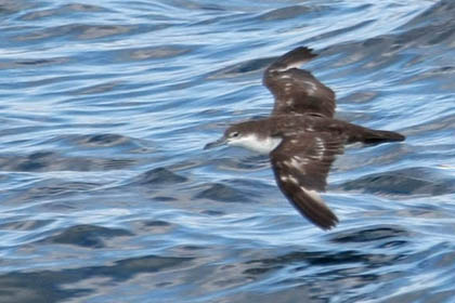 Galápagos Shearwater Picture @ Kiwifoto.com