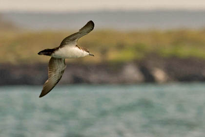 Galápagos Shearwater Picture @ Kiwifoto.com