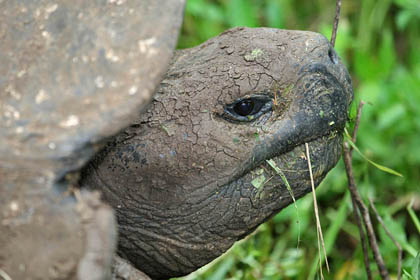 Galapagos Tortoise (Geochelone elephantopus porteri)