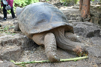 Galápagos Tortoise Photo @ Kiwifoto.com