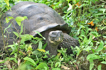 Galápagos Tortoise Picture @ Kiwifoto.com
