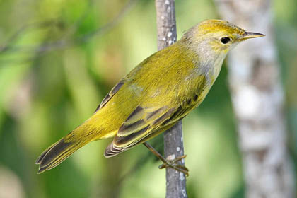 Galápagos Yellow Warbler Image @ Kiwifoto.com