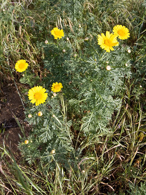 Garland Chrysanthemum Picture @ Kiwifoto.com