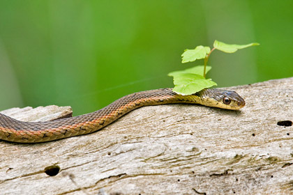Garter Snake Image @ Kiwifoto.com