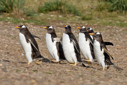 Gentoo Penguin Picture @ Kiwifoto.com