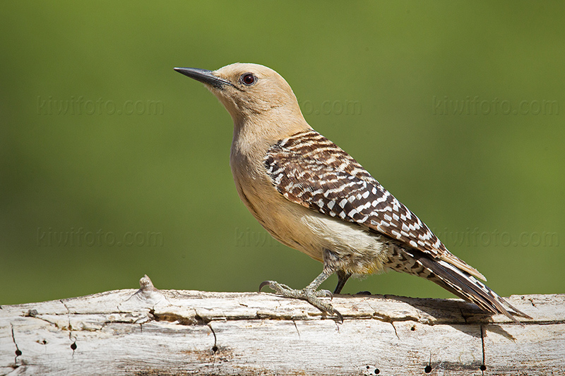 Gila Woodpecker Image @ Kiwifoto.com